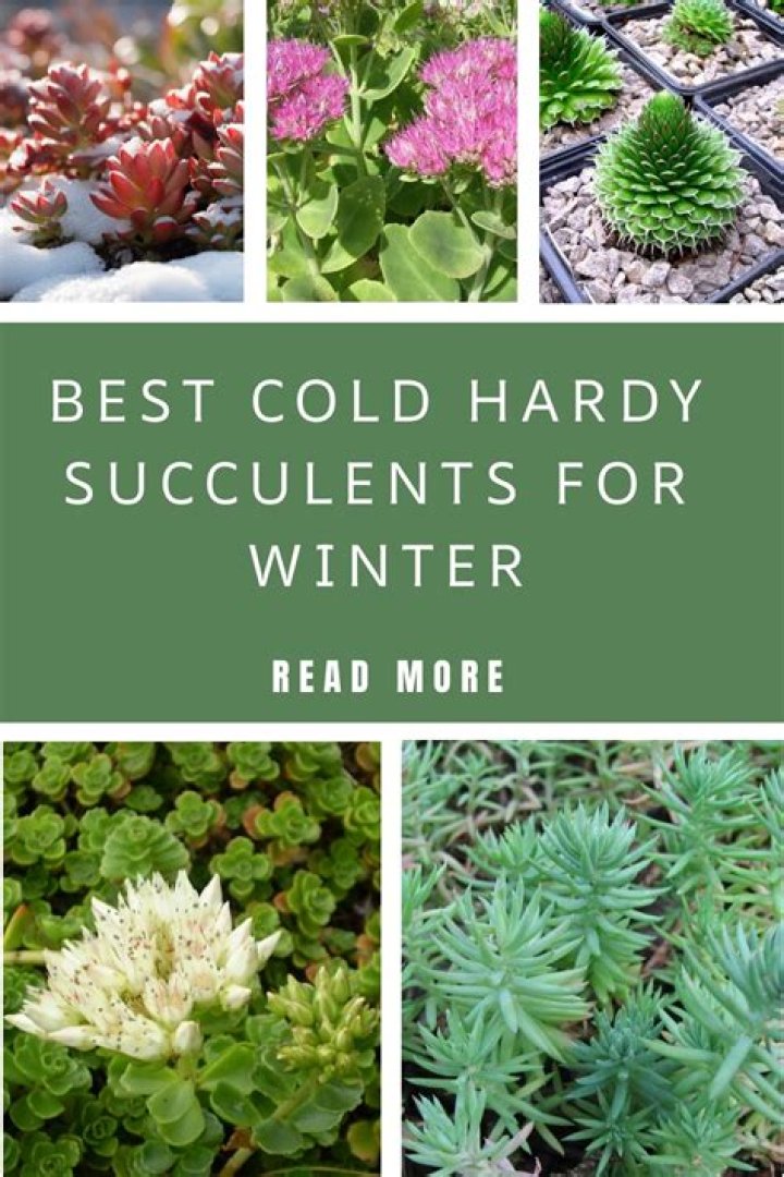 Which succulents are winter hardy?
