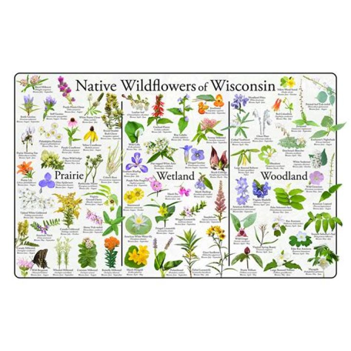 Which wildflowers can you eat?