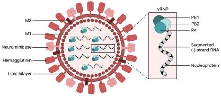 Who crystallized the virus?
