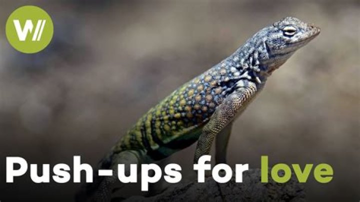 Who do lizards do push ups?