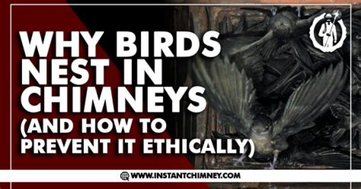 Who removes birds from chimneys?