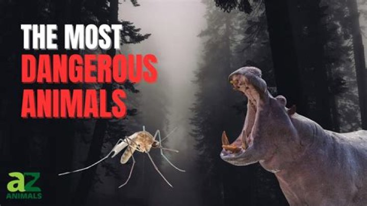 Why anthrax is so dangerous?
