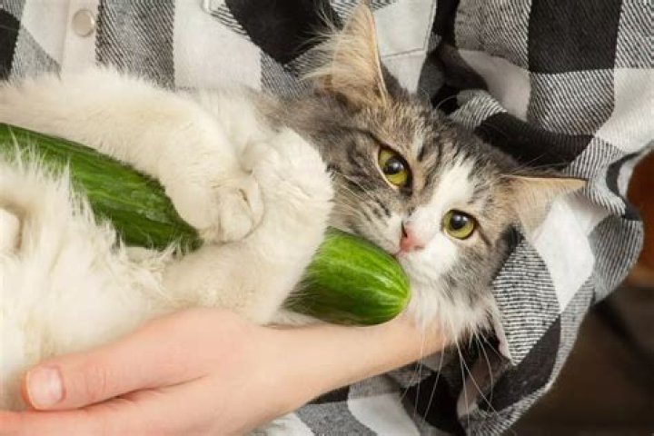 Why are cats scared of cucumbers?