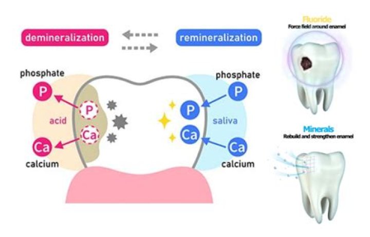 Why are demineralization and remineralization important in teeth?