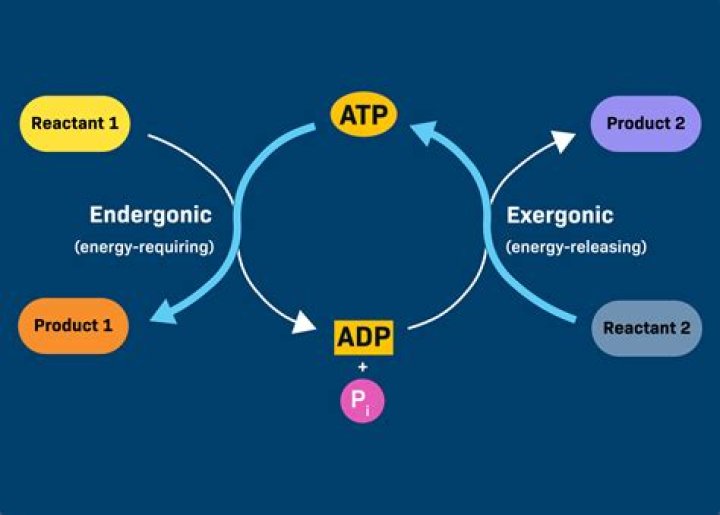 Why are exergonic and endergonic reactions coupled?