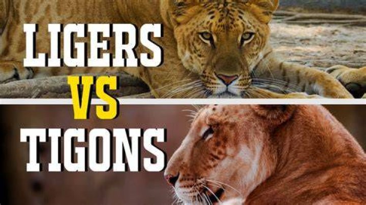 Why are ligers and tigons different?
