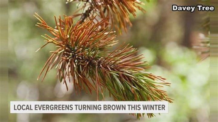 Why are my cedar shrubs turning brown?