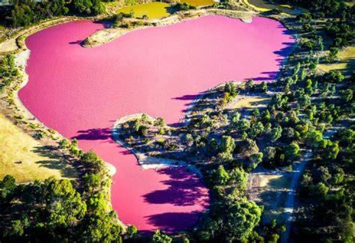 Why are pink lakes pink?
