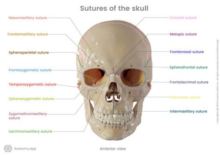 Why are they called sutural bones?