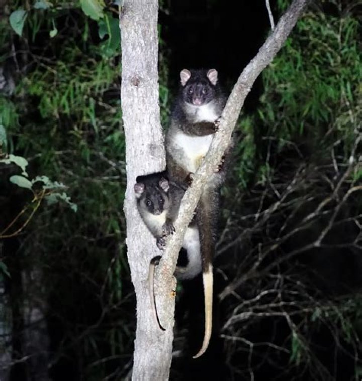 Why are western ringtail possums endangered?
