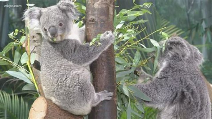 Why aren't koalas considered bears?