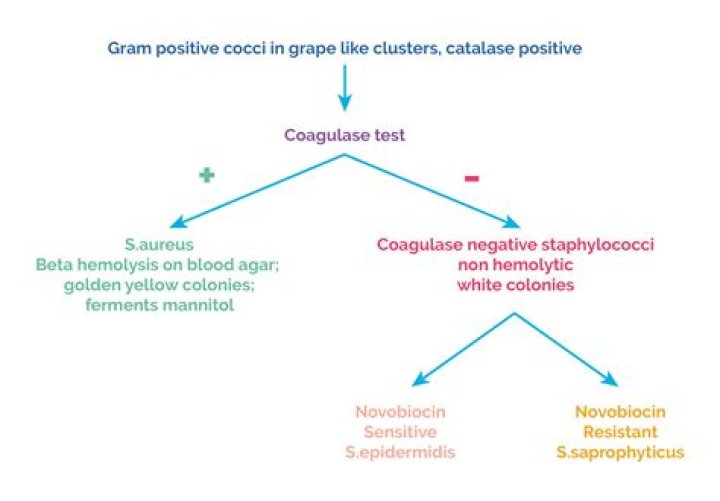 Why cocci is used?