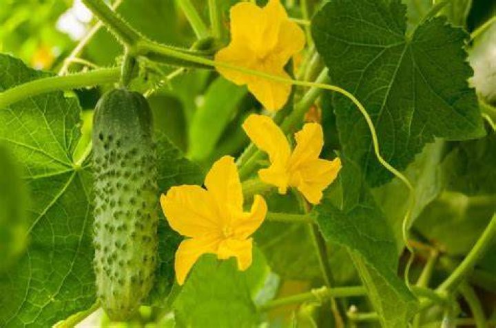 Why cucurbits are referred to as monoecious?