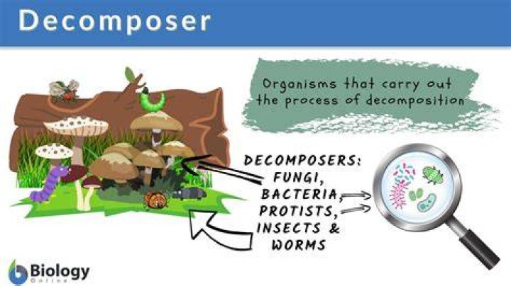 Why decomposers are extremely important parts of ecosystems?