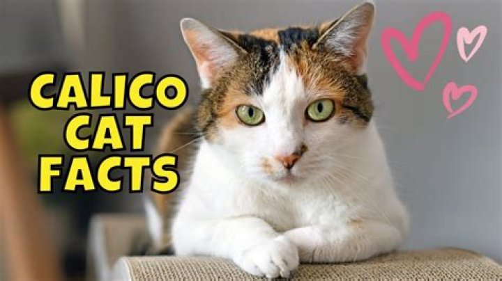 Why do calicos talk so much?