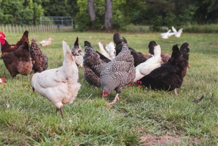 Why do chickens peck the ground?