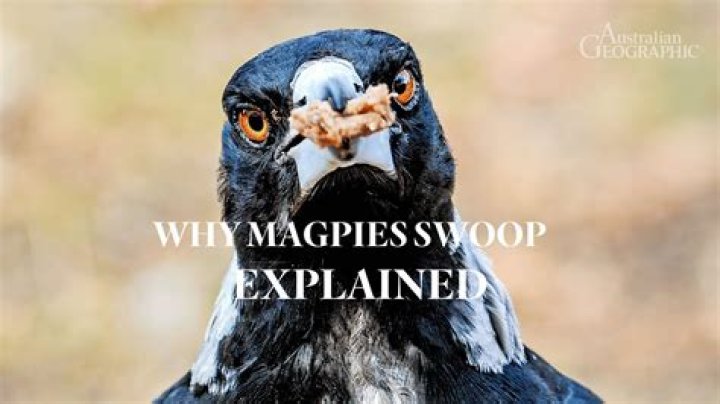 Why do magpies annoy cats?