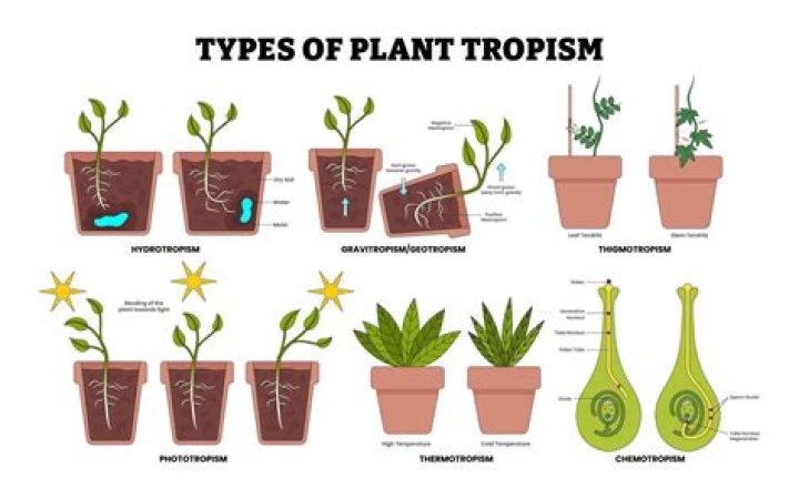 Why do plants need tropisms?