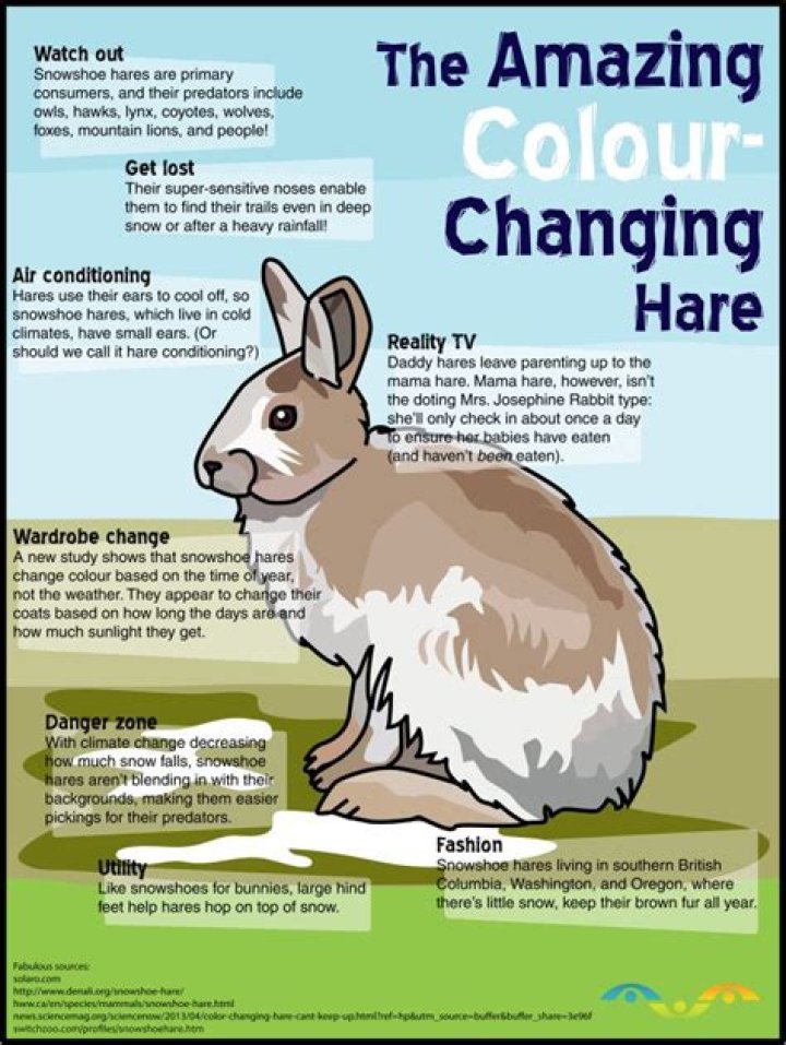 Why do snowshoe hares change color?