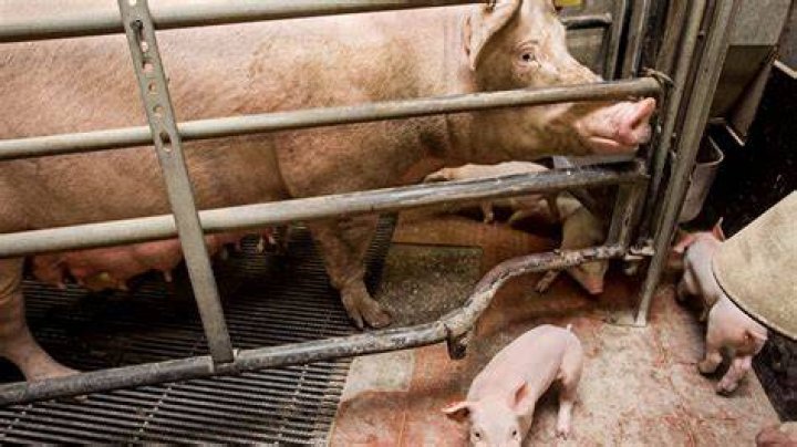 Why do they castrate pigs?
