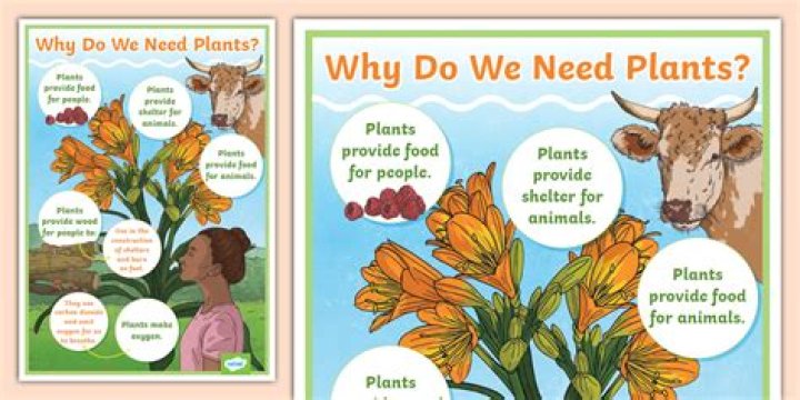 Why do we need wildflowers?