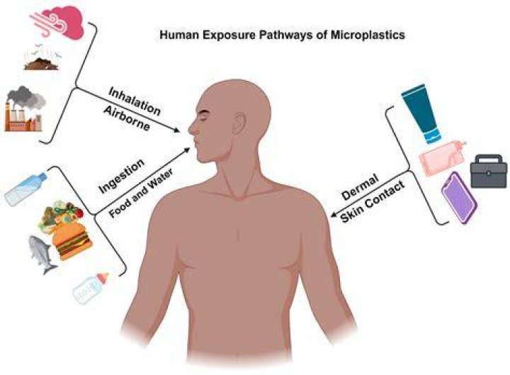 Why does ingestion takes place?