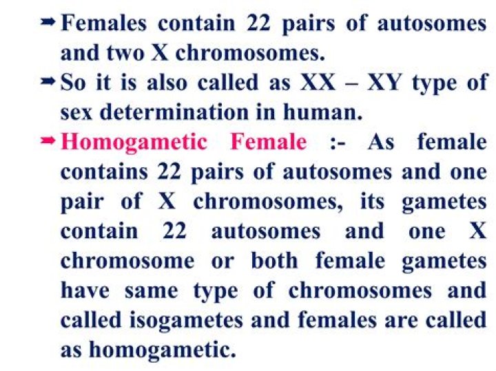 Why human female is called homogametic?