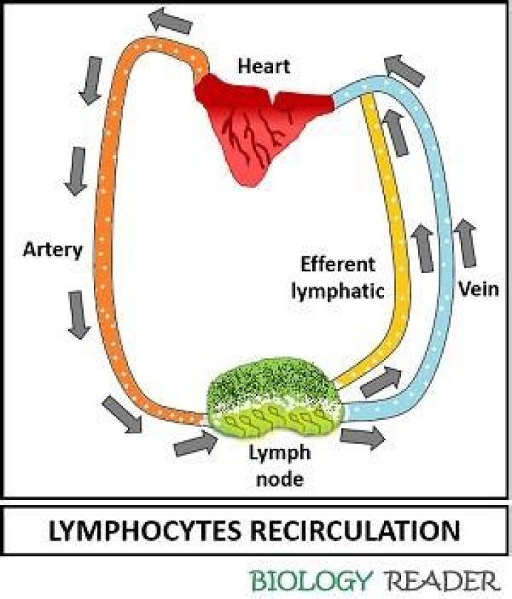Why is lymphocyte recirculation important?