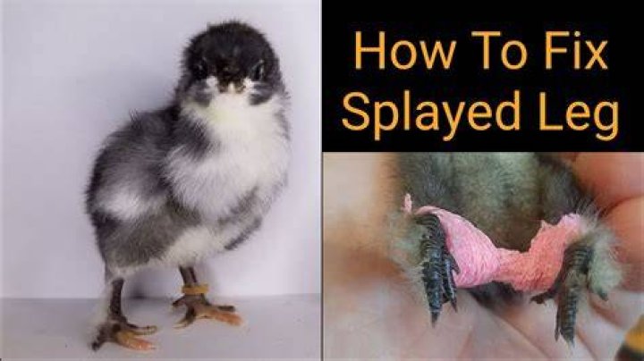 Why is my chickens legs splayed?