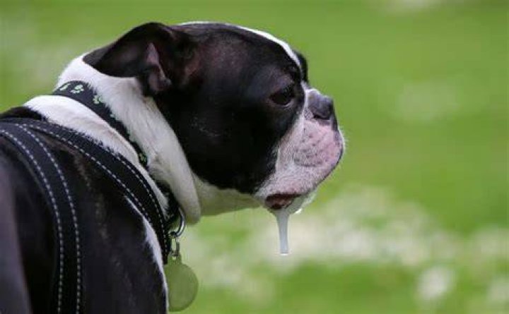 Why is my dog super drool?