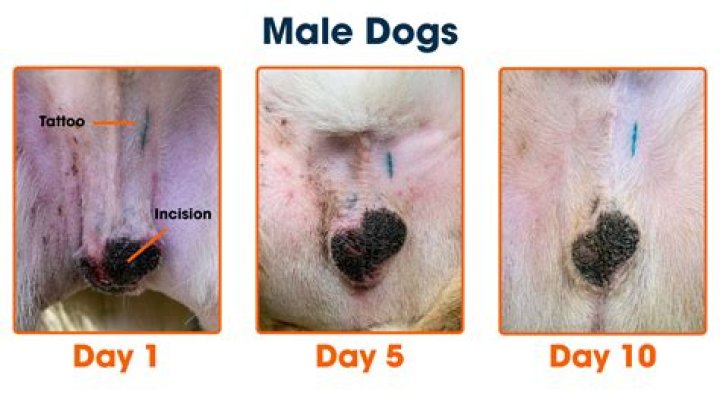 Why is my dogs bulbus glandis swollen?