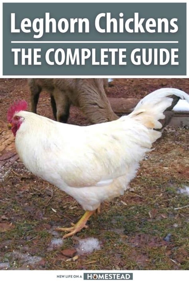 Why is my leghorn not laying eggs?