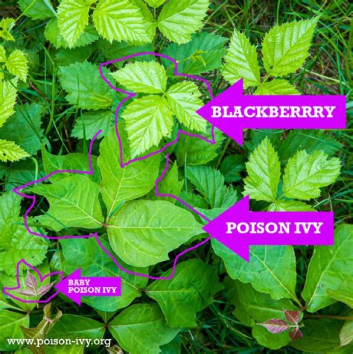 Why is poison ivy contagious?
