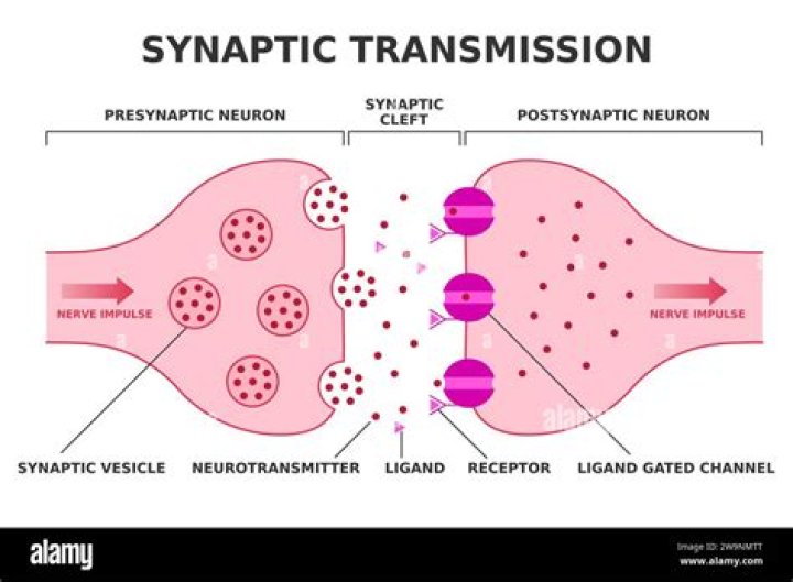 Why is synaptic transmission fast?