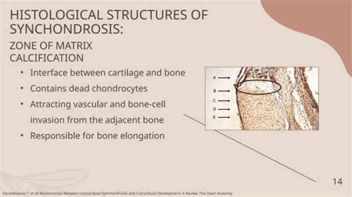 Why is the synchondrosis important?