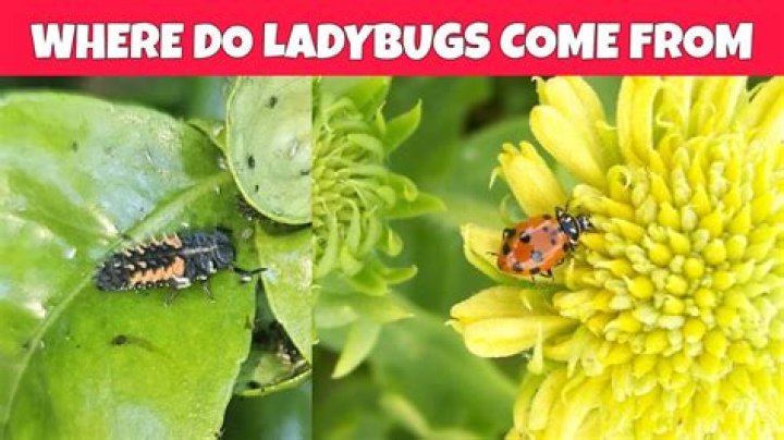 Why ladybugs come inside?