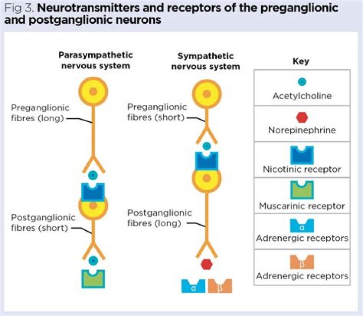 Why preganglionic fibers short?