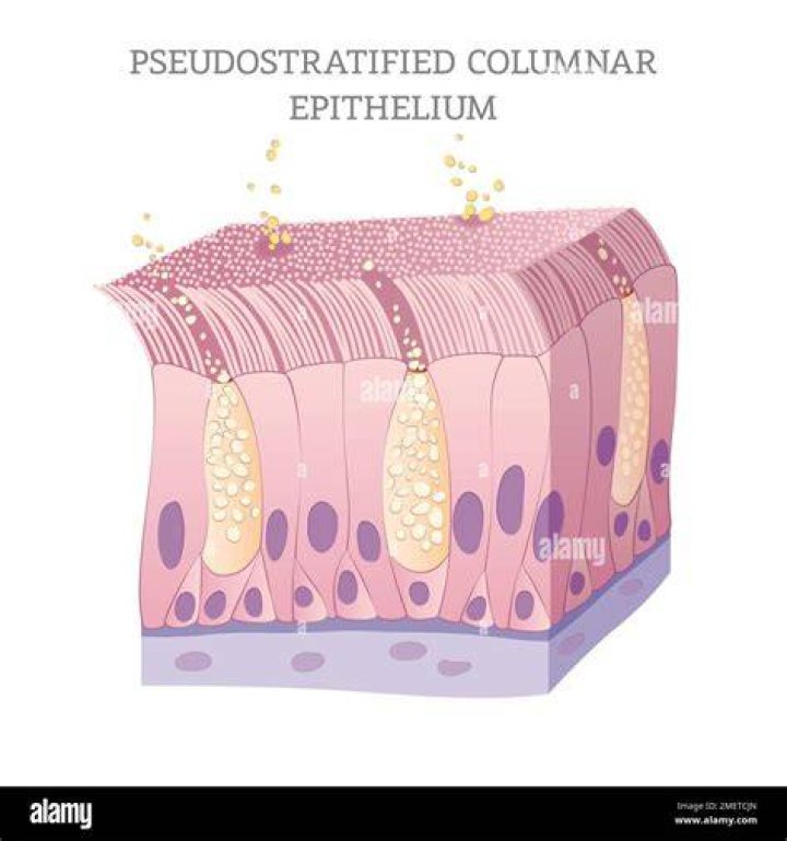 Why pseudostratified columnar epithelium?