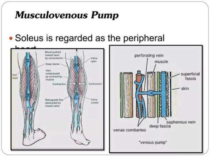 Why soleus is called peripheral heart?