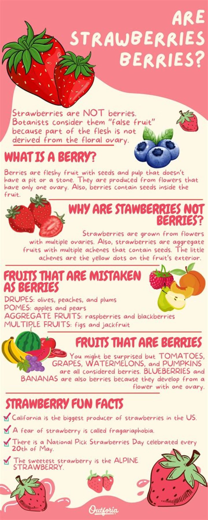 Why strawberry is a false fruit?