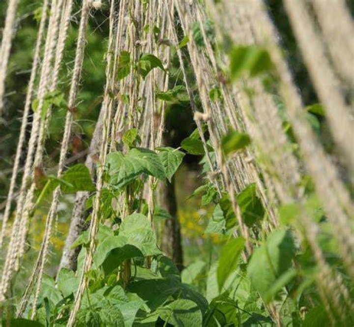 Will bush beans climb?