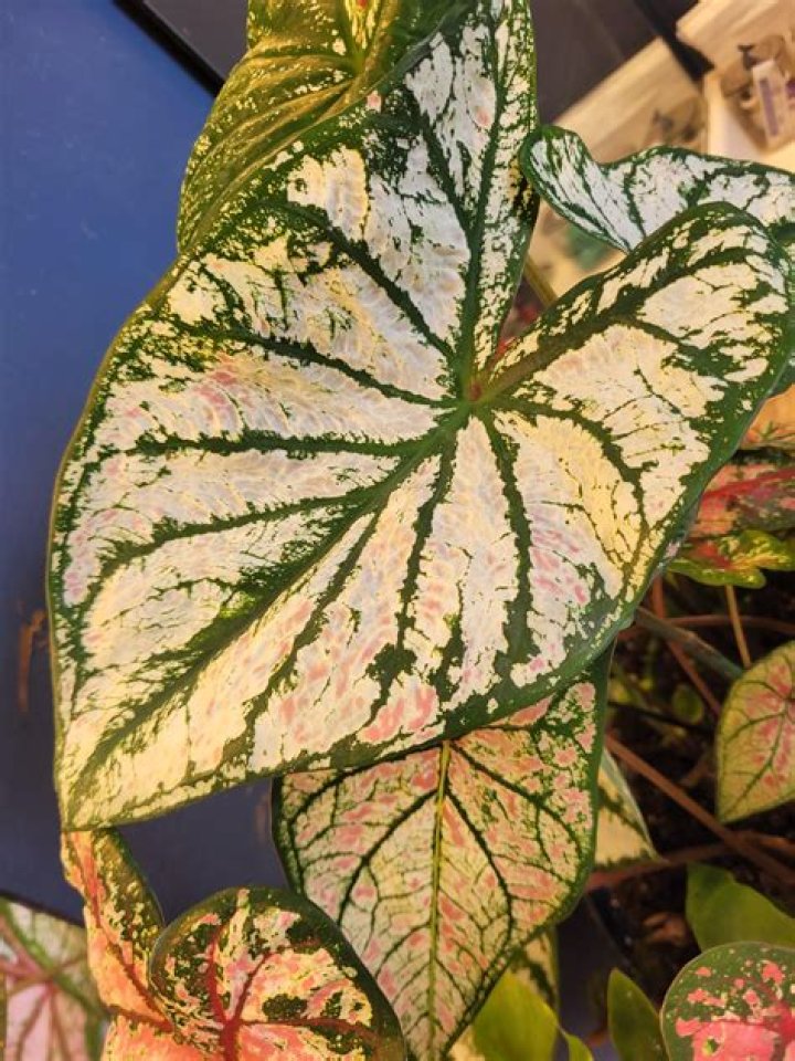 Will caladiums live indoors?