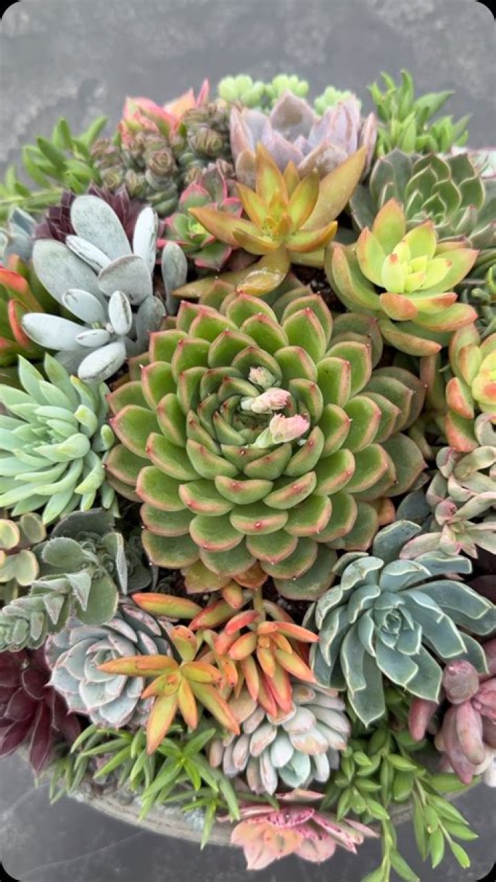 Will dead succulents grow back?