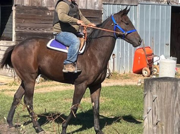 Will gelding a horse calm him down?