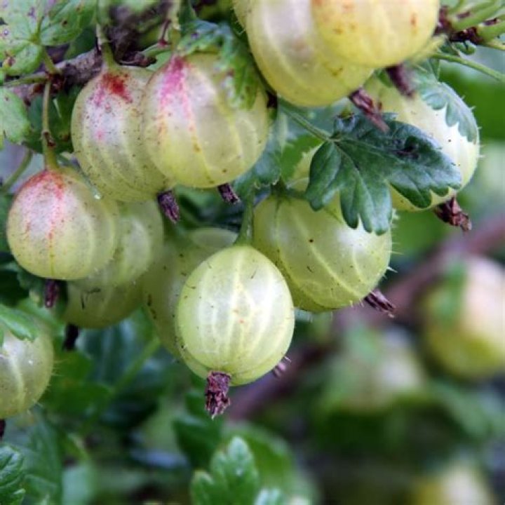 Will gooseberries grow in shade?