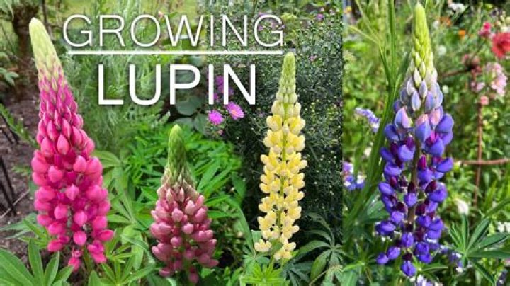Will lupins grow in shade?