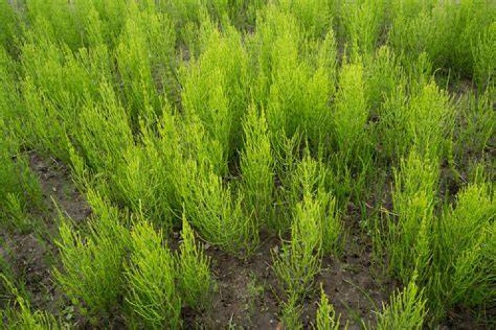 Will roundup kill horsetail weed?