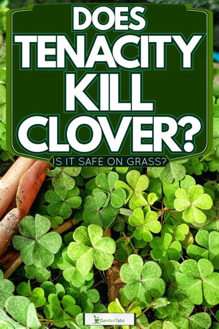 Will tenacity kill clover?