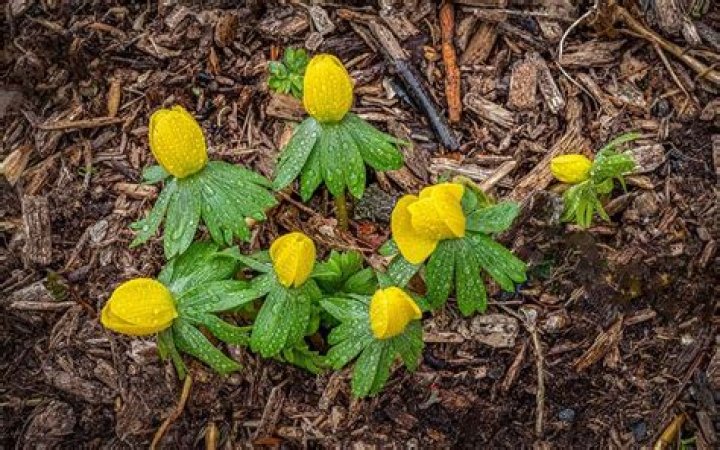 Will wildflowers grow through mulch?