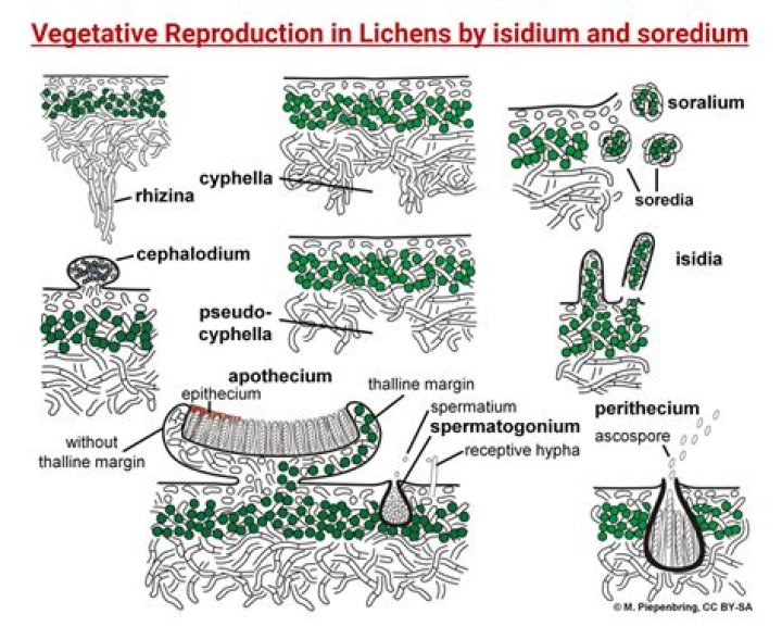 Would you consider a lichen to be a colonial organism?